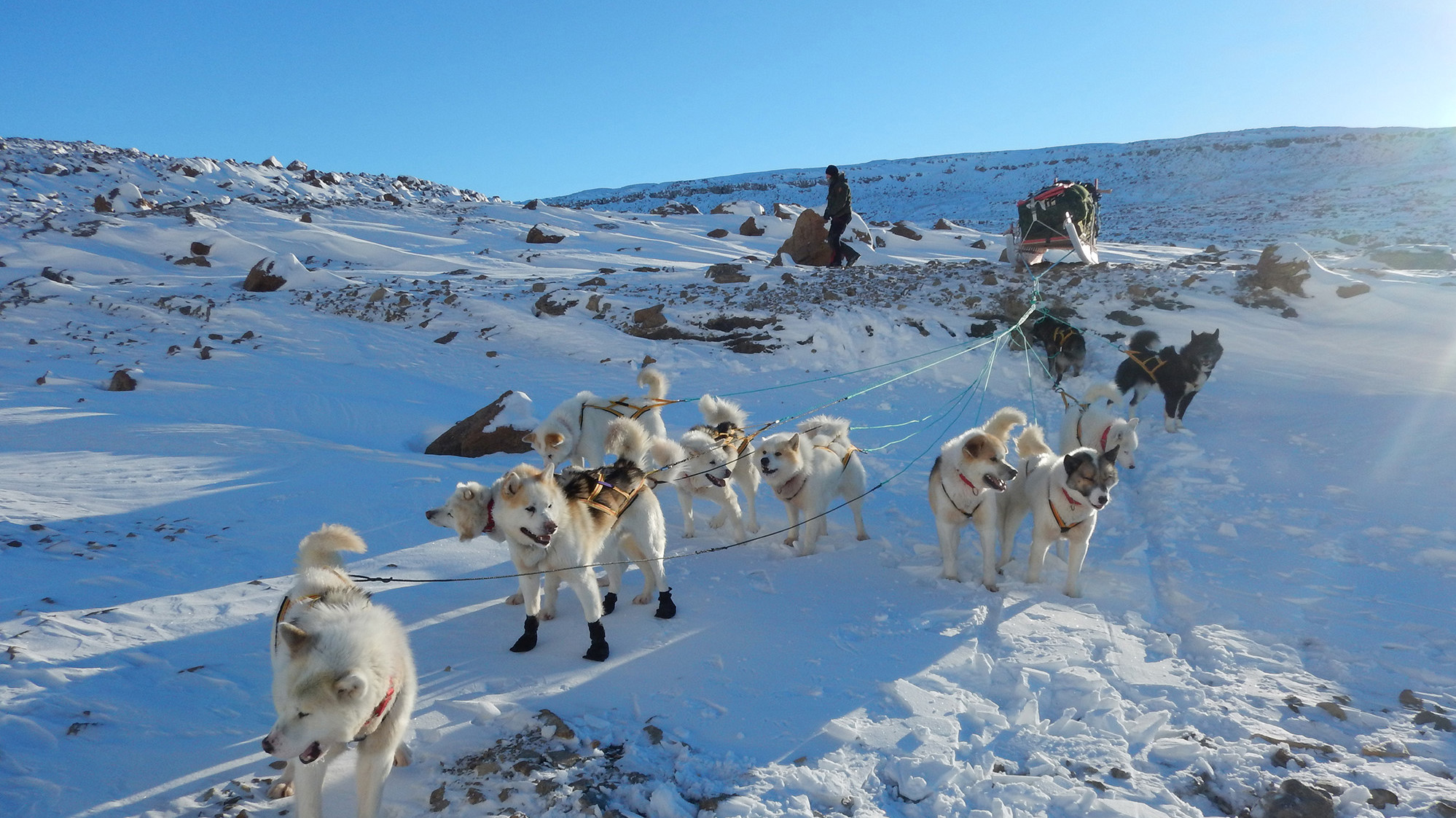 Hundeslæde på grønland, hvor hundene er i fokus med slæden bagved