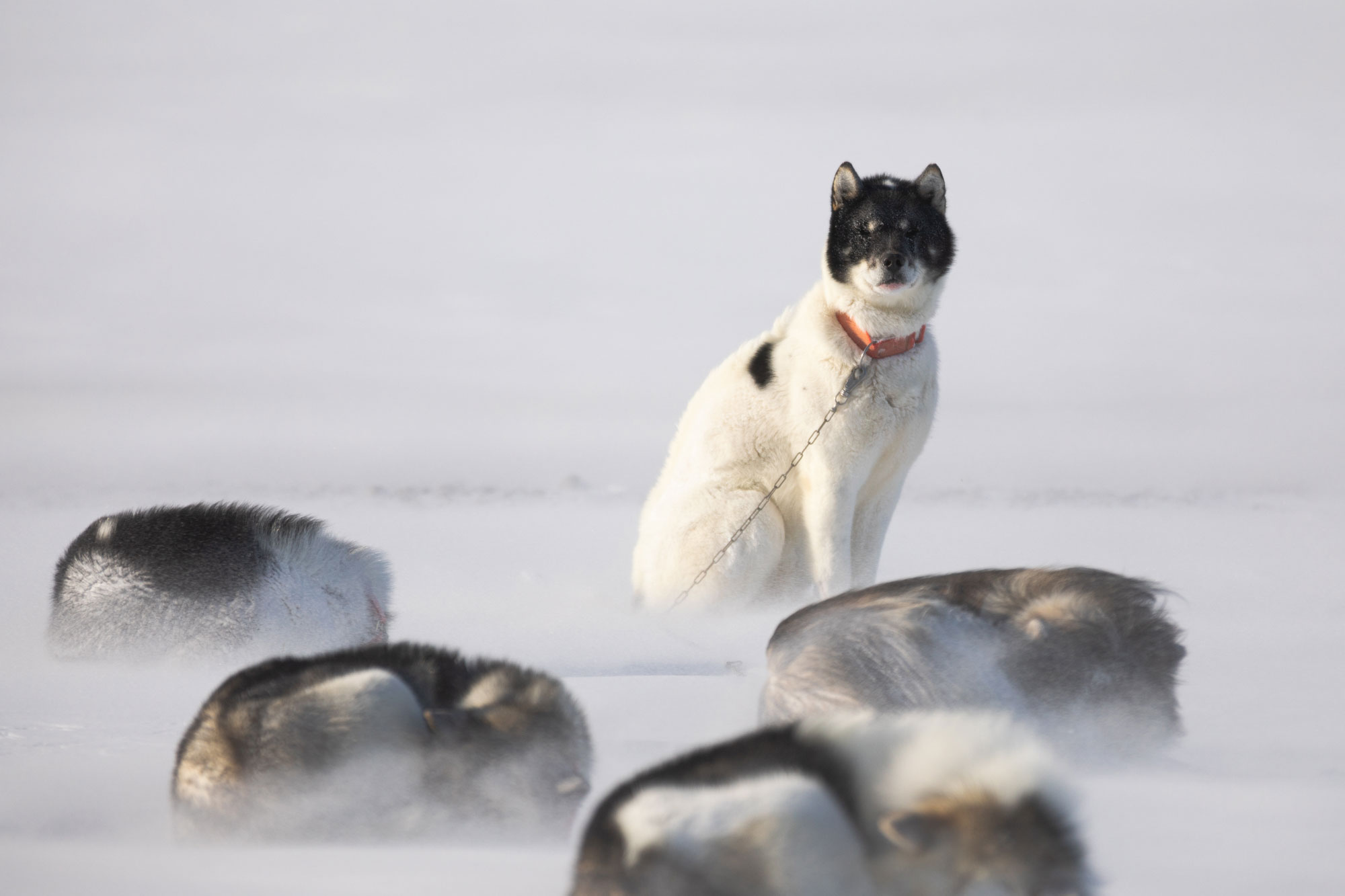 Hvid hund med sorte aftegninger sidder opmærksomt i et snedækket landskab, omgivet af andre hunde i en barsk vinterkulisse.